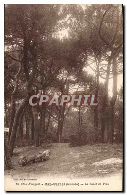 Cap-Ferret (Gironde) — A Floresta de Pinheiros — Edição do Loisissement n°26