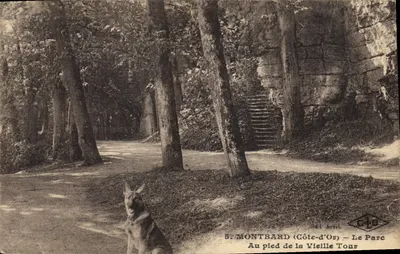 Bilhete postal antigo Montbard Côte d'Or O Parque Ao Pé da Velha Torre Cão Pastoreiro Alemão