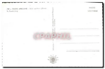 Filhote de pantera — Fauna africana — Foto R. Cauchetier, n°749 — Verso