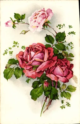 Arranjo de rosas — ilustração colorida — editor e número de série ilegíveis
