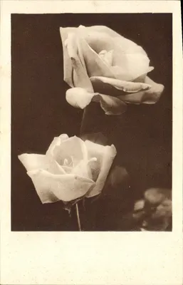 Duas rosas — fotografia em preto e branco — editor não visível
