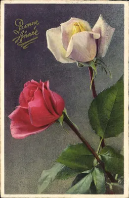 Duas rosas — vermelha e branca — com inscrição 'Bonne Année' — Carta Postal